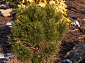 Pinus heldreichii Satelit IMG_4667 Sosna bośniacka